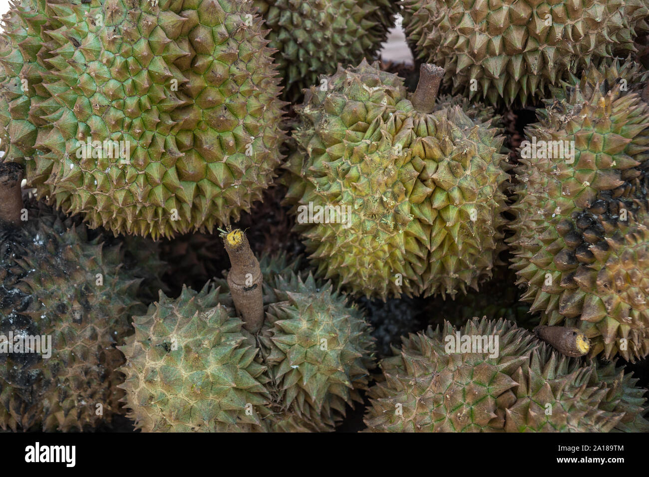Fresh durian. The spiky, olfactory assaulting tropical fruit delicacy that is either loved or hated, with little middle ground. Oft banned in hotels Stock Photo