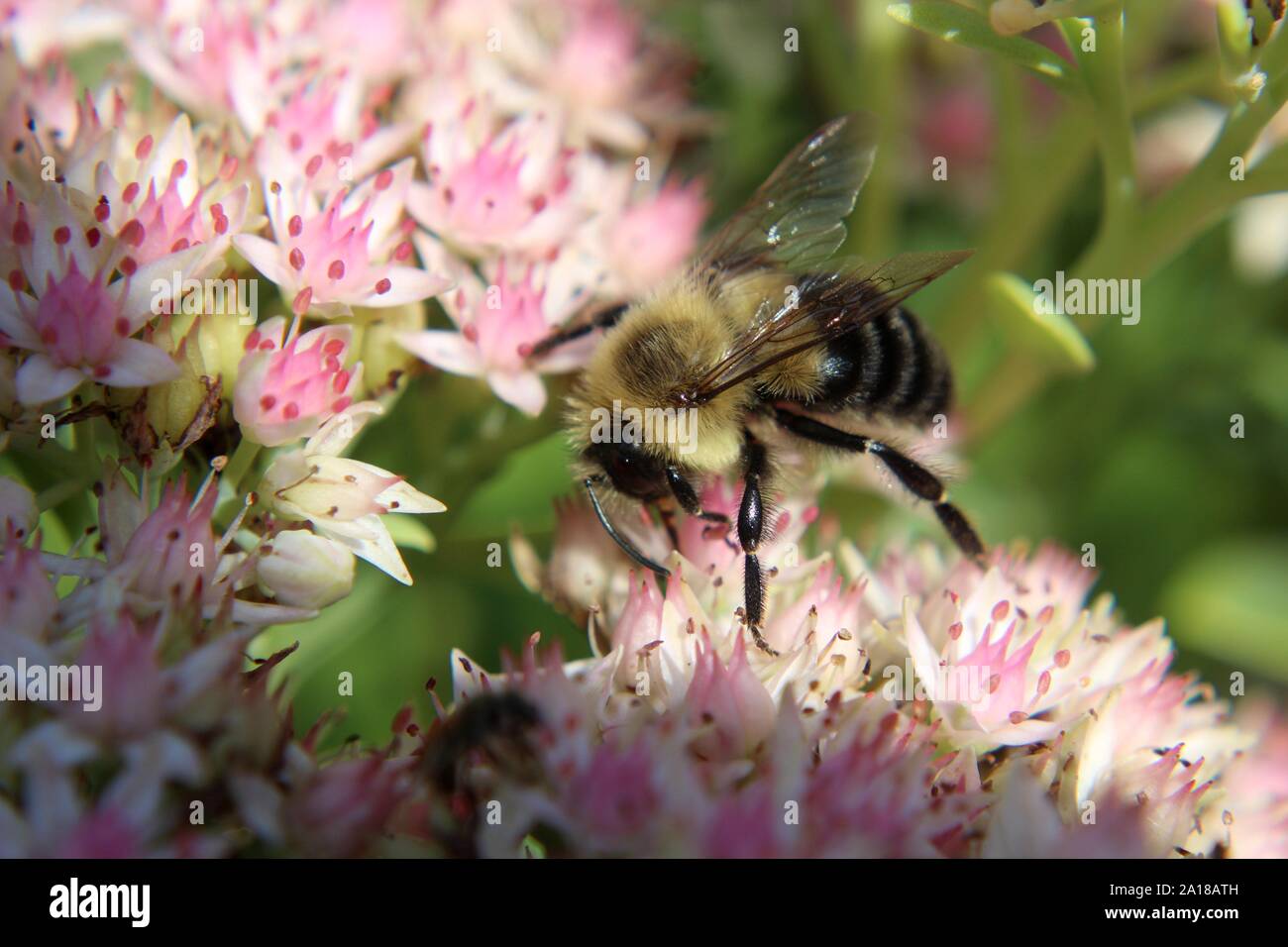 Bumblebee Enjoying Some Stonecrop Sedum In The Sun Stock Photo
