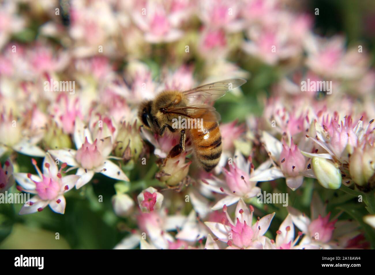 A Honeybee Working On Stonecrop Sedum Blossoms Stock Photo