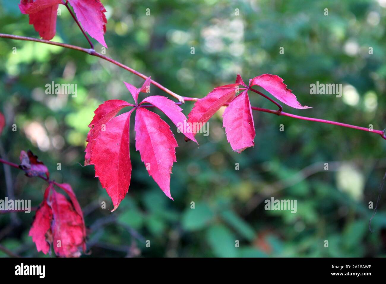 Bright Red Leaves of Virginia Creeper In A Green Forest Stock Photo