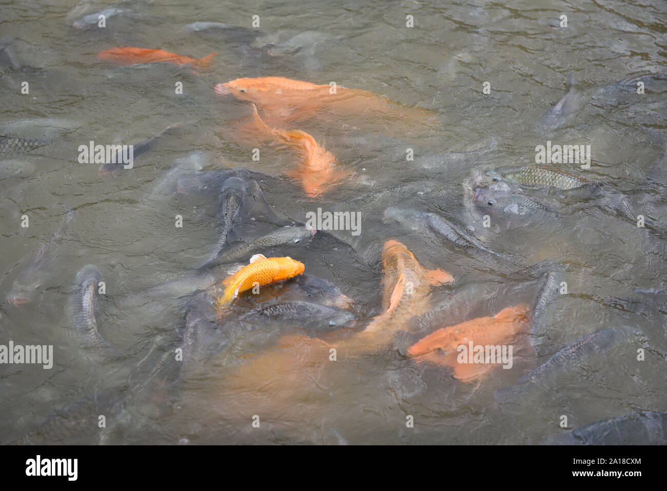 Freshwater fish farm / Golden carp fish tilapia or orange carp and catfish eating from feeding food on water surface ponds Stock Photo