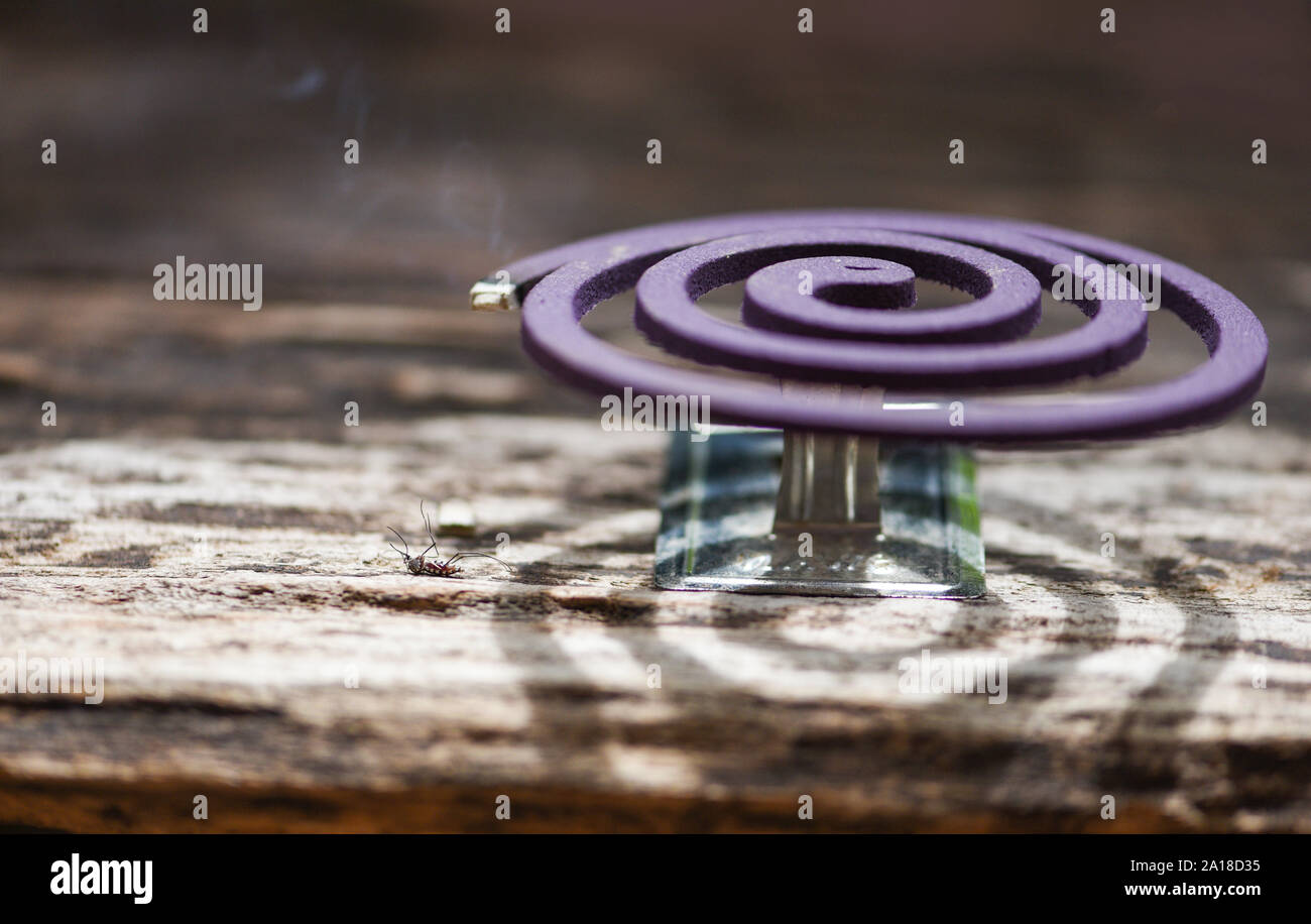 Mosquito repellent concept / Burning mosquito coil is an anti mosquito repellent and dead