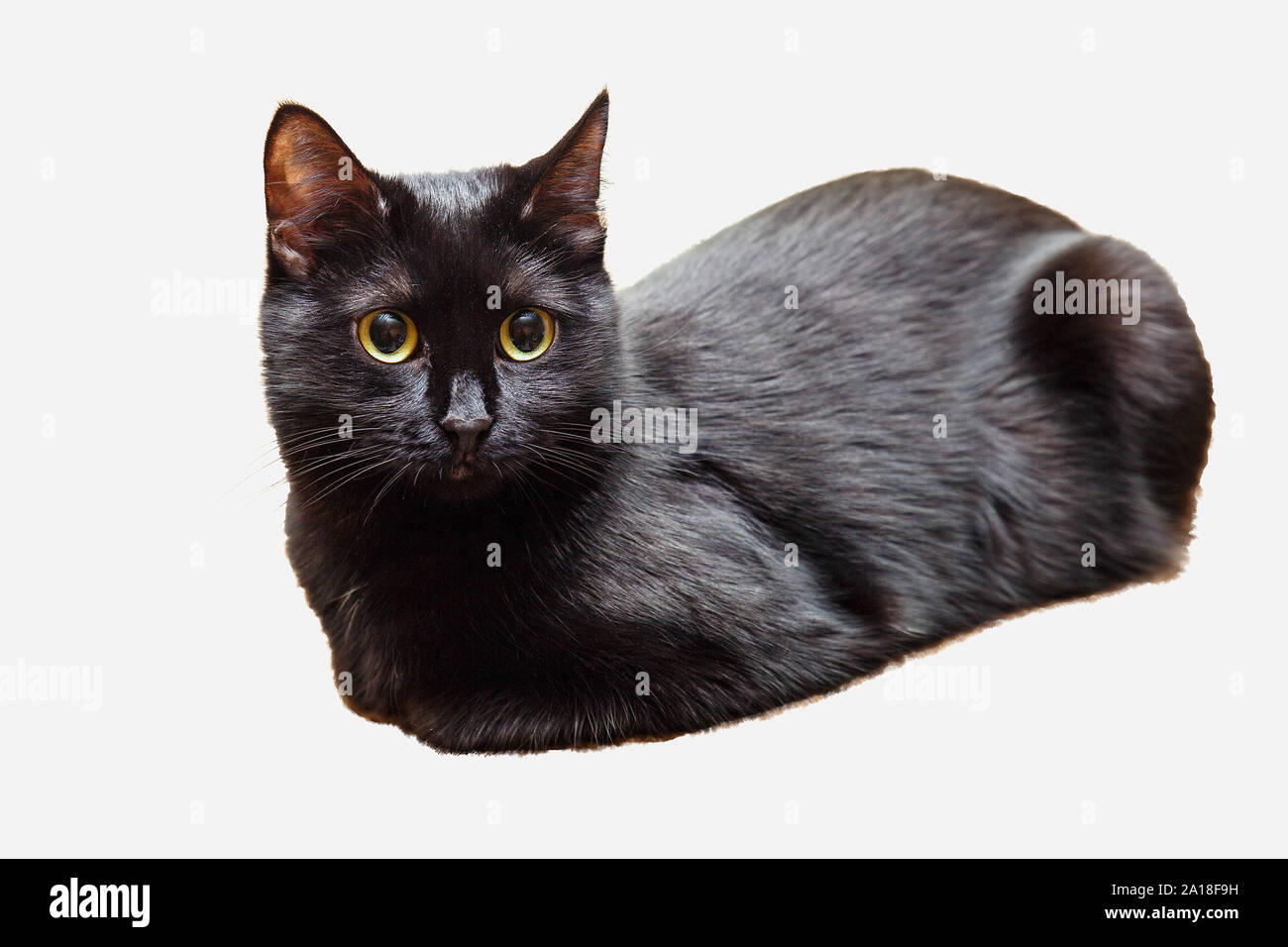 A black cat on a white background looks directly into the camera with a ...