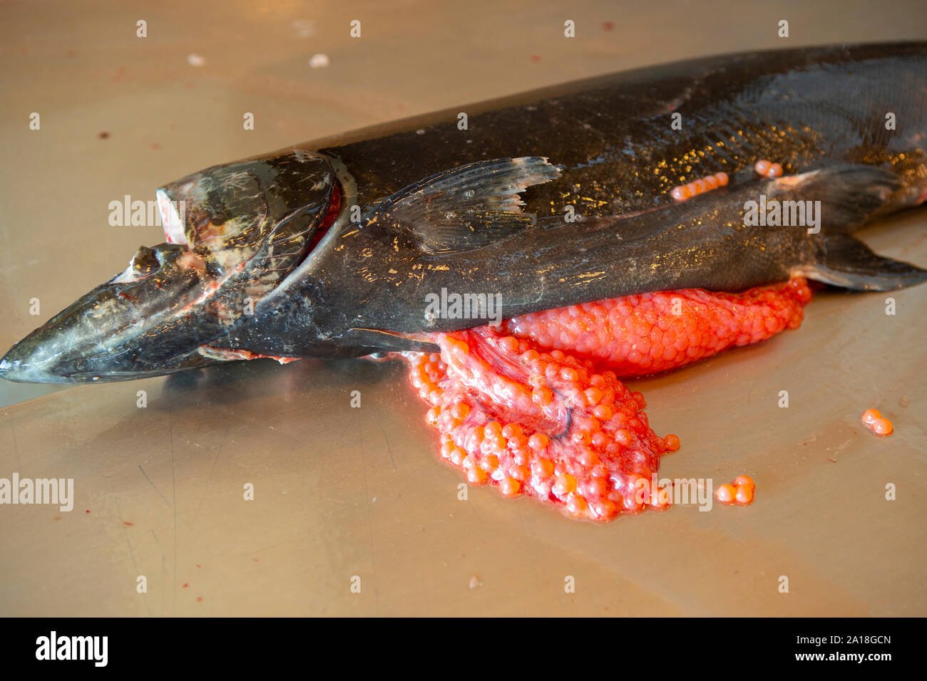 Eyed salmon eggs hi-res stock photography and images - Alamy