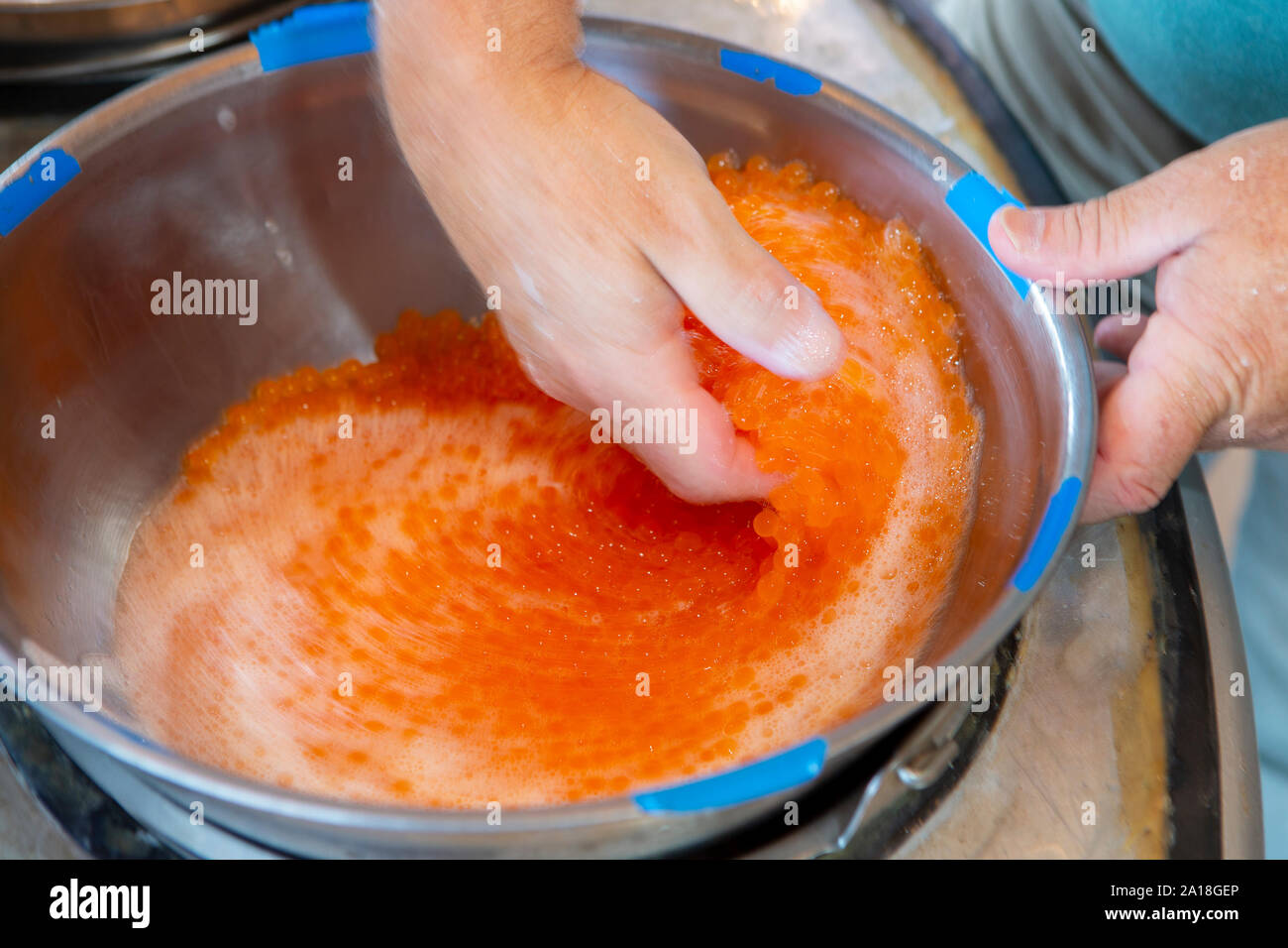Salmon eggs being fertilized at Spring Creek National Fish Hatchery