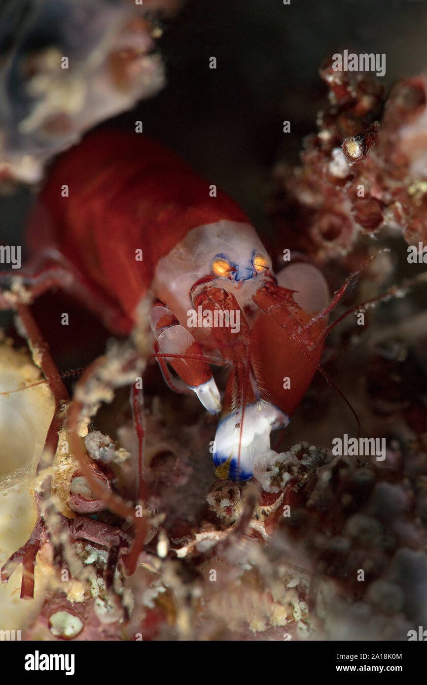 Modest Snapping Shrimp (Synalpheus modestus). Diving in Ambon, Indonesia Stock Photo