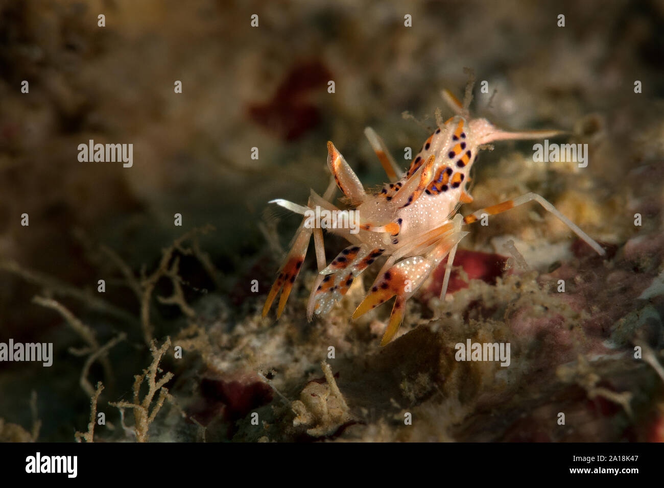 Spiny tiger shrimp (Phyllognathia ceratophthalma). Picture was taken in ...