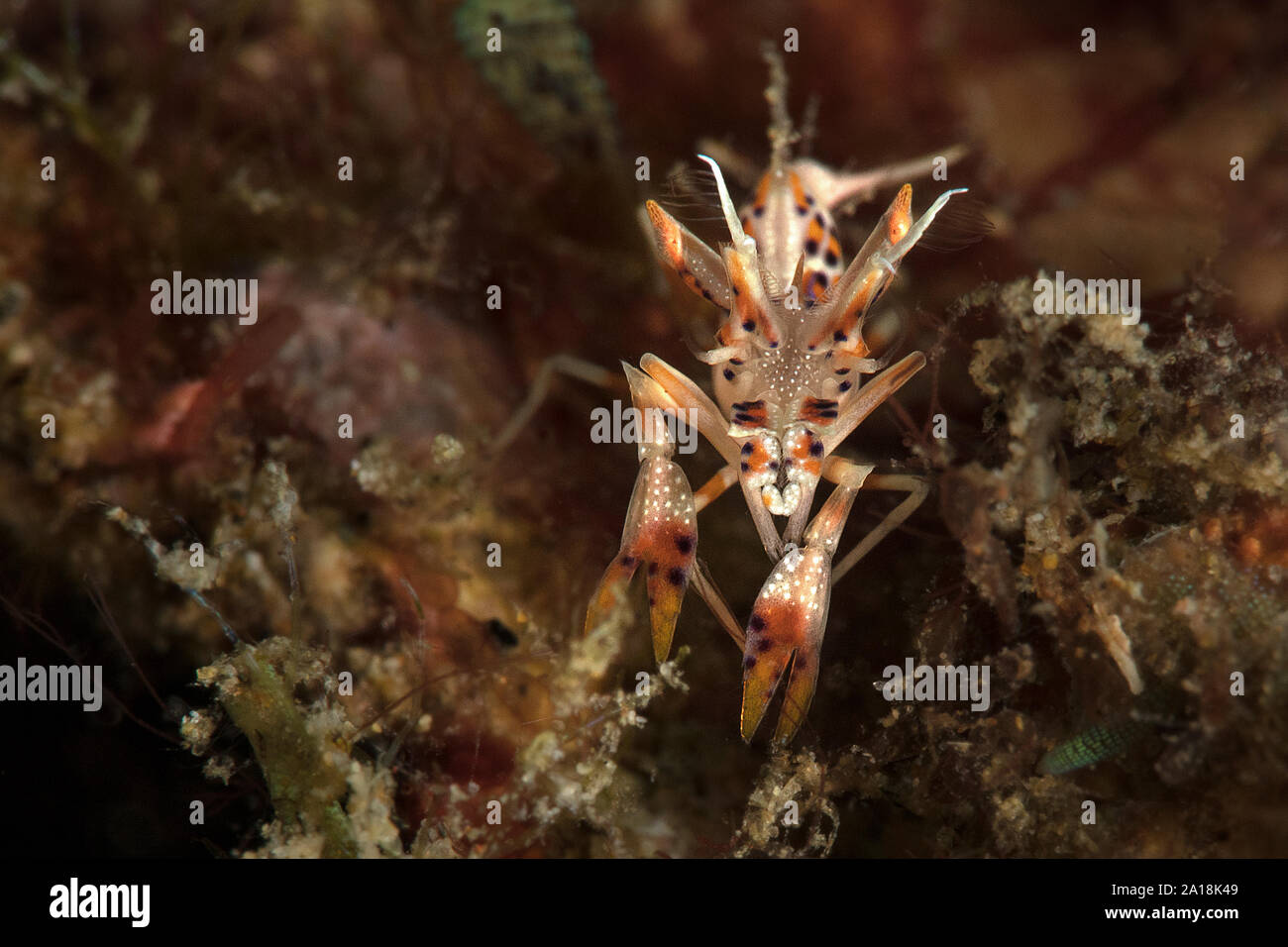 Spiny tiger shrimp (Phyllognathia ceratophthalma). Picture was taken in ...