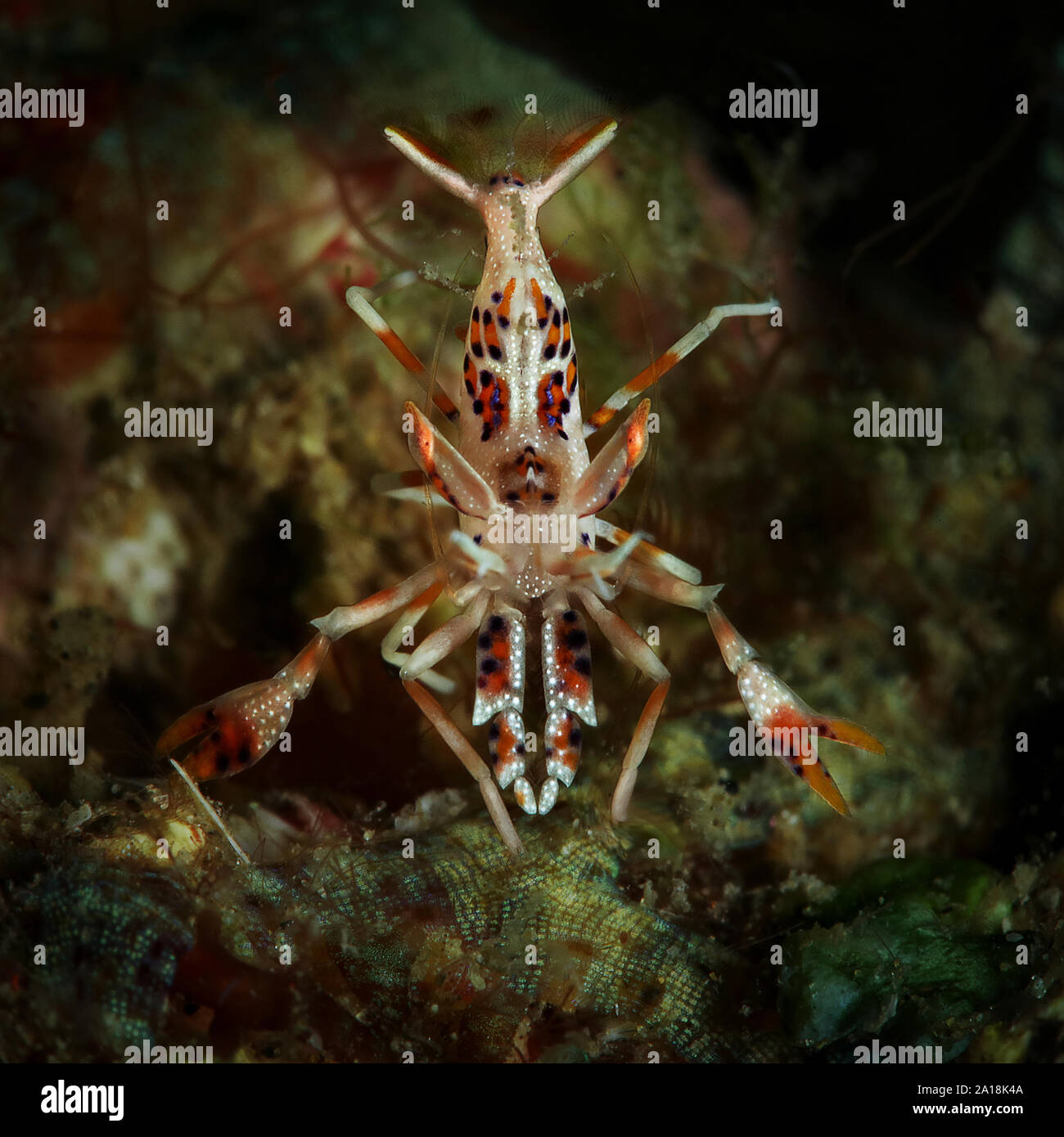 Spiny tiger shrimp (Phyllognathia ceratophthalma). Picture was taken in ...
