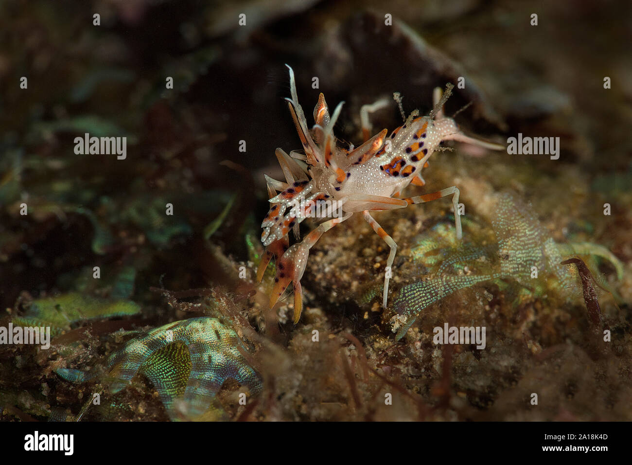 Spiny tiger shrimp (Phyllognathia ceratophthalma). Picture was taken in ...