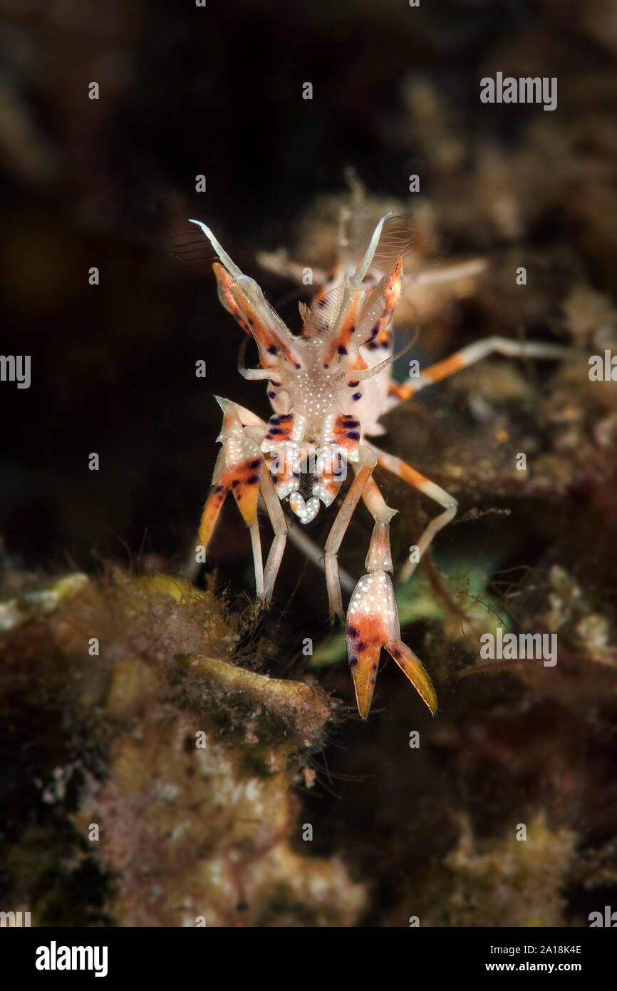 Spiny tiger shrimp (Phyllognathia ceratophthalma). Picture was taken in ...