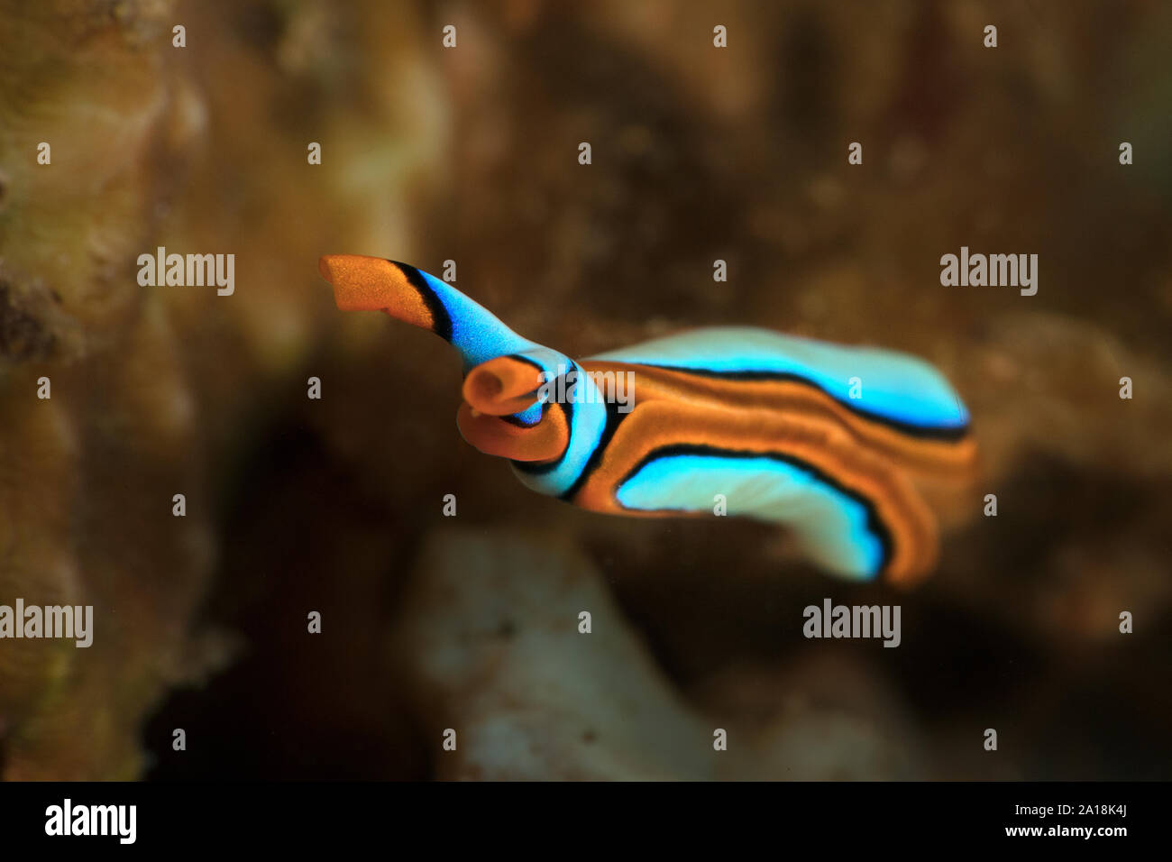 Sea slug Thuridilla lineolata. Underwater macro picture from diving in Ambon, Indonesia Stock Photo
