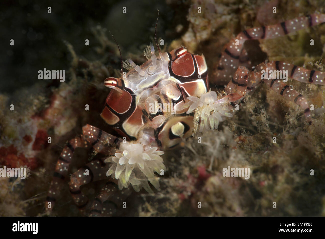 Boxer crab (Lybia tessellata).  Underwater macro picture from diving in Ambon, Indonesia Stock Photo