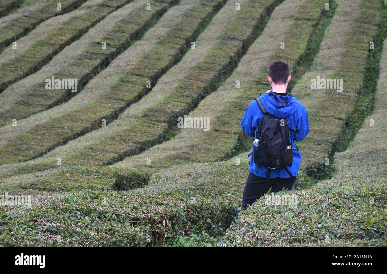 Gorreana tea fields hi-res stock photography and images - Alamy
