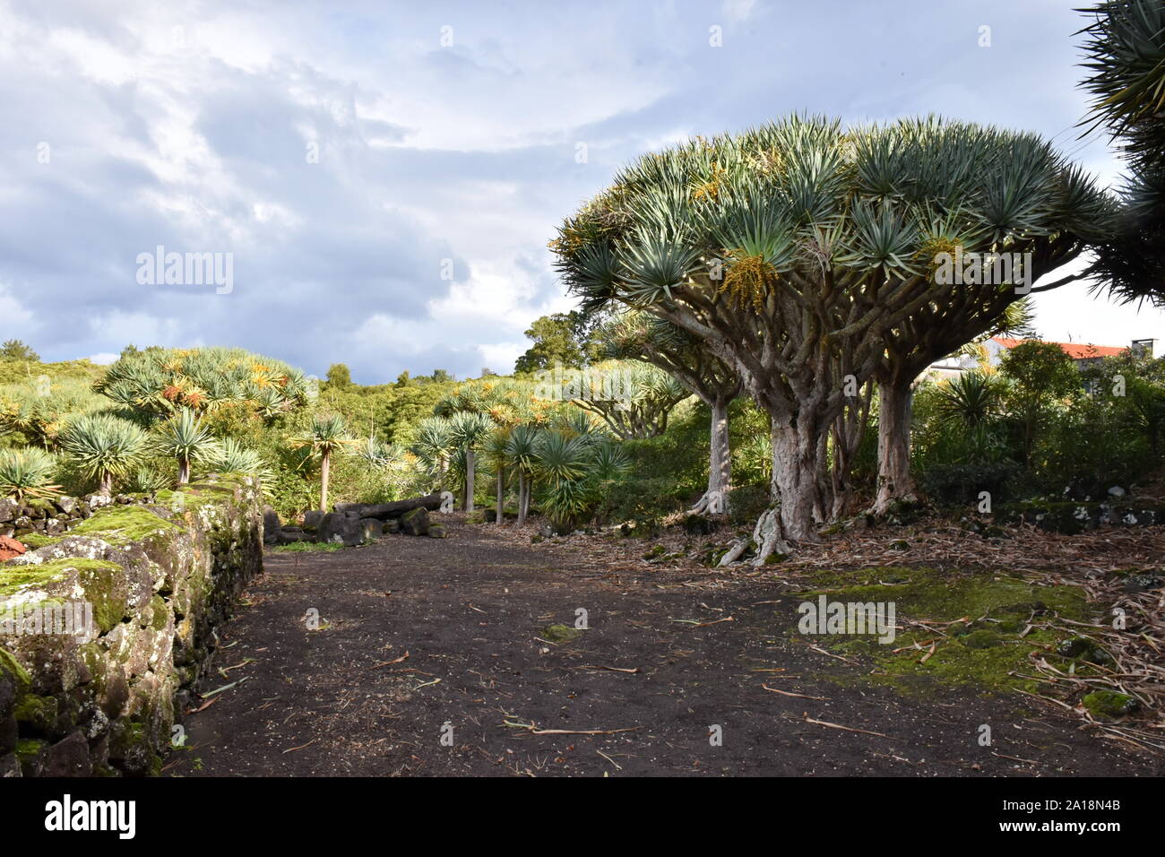 Beautiful forest of dragon trees on Azores island in Portugal Stock Photo