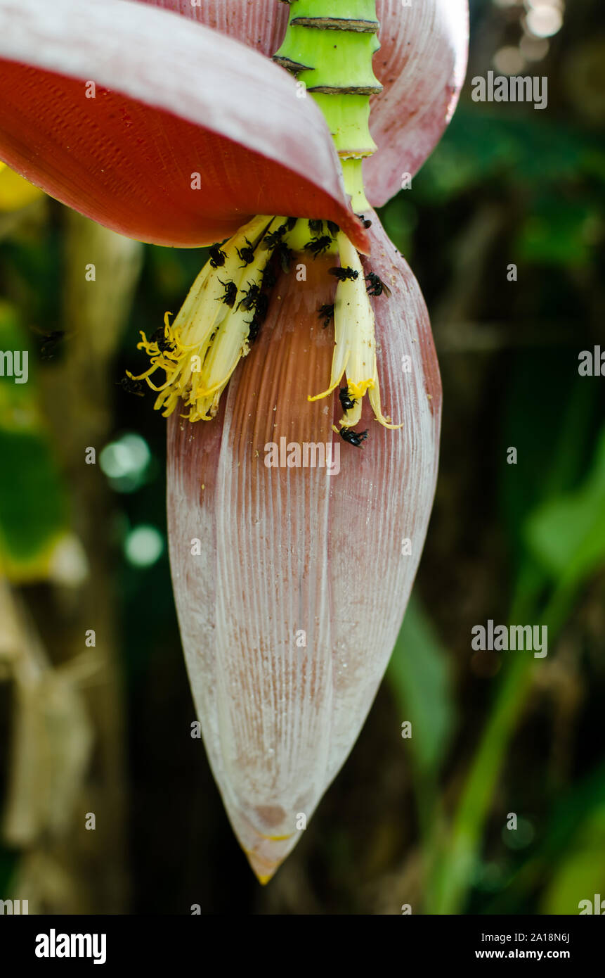 Detail of banana flowers with pollinators Stock Photo