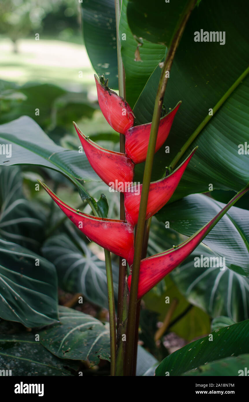 Heliconia in bloom Stock Photo