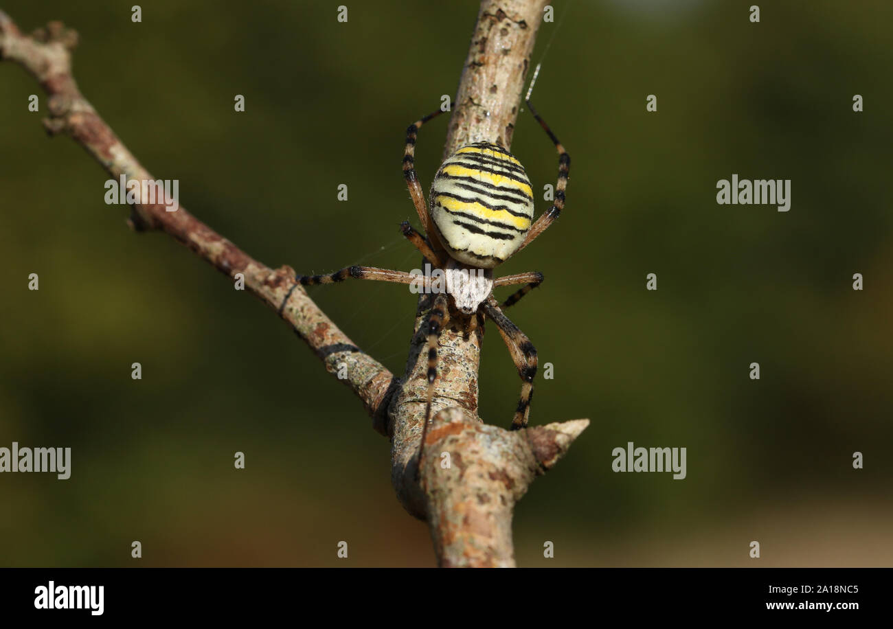 A non-native female Wasp Spider, Argiope bruennichi, perching on a twig in a field in the UK. Stock Photo