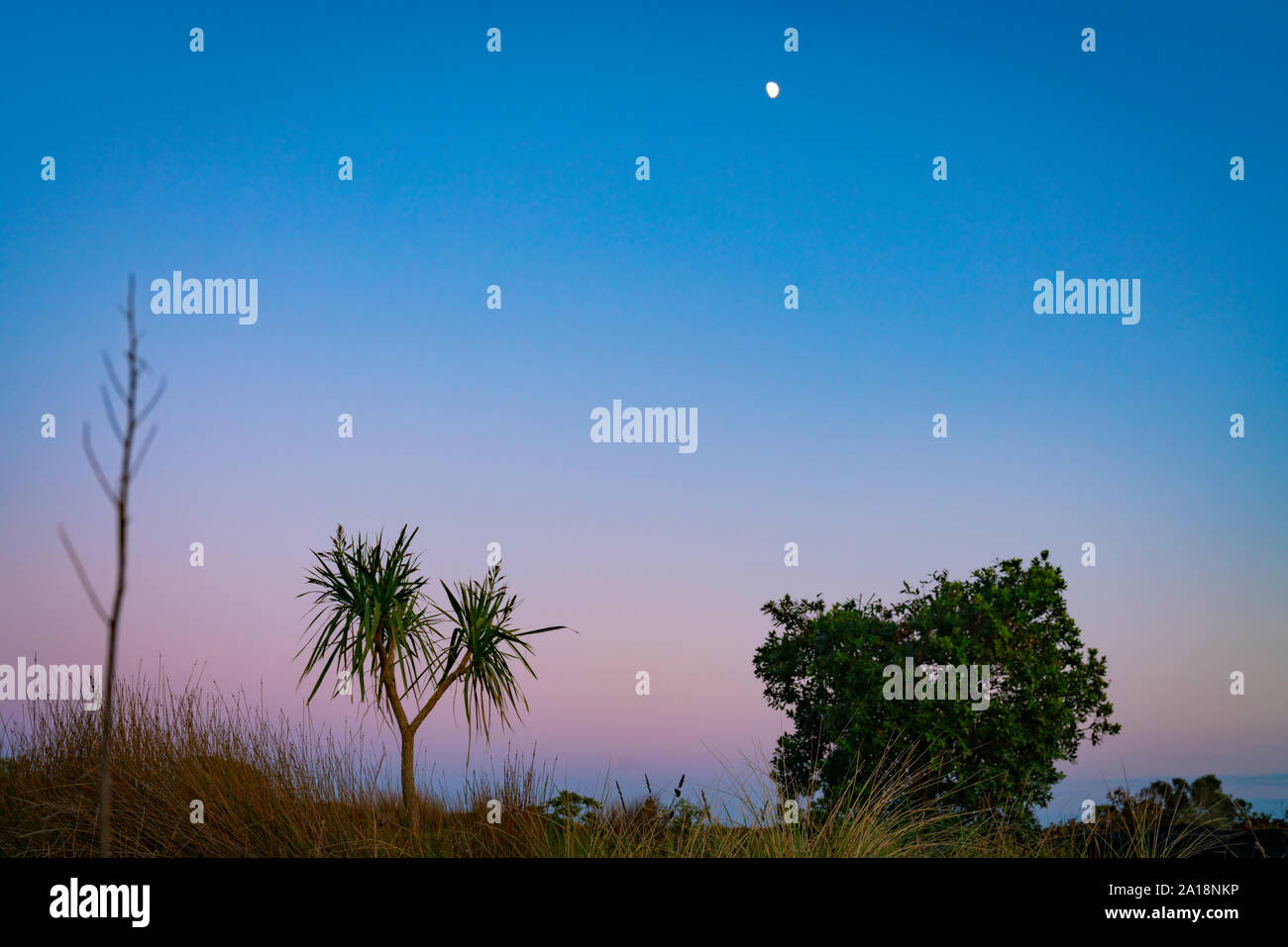 Dune landscape of at dawn with three specires of beach vegetation of ficina and the New Zealand cabbage tree standing out near small pohutukawa agains Stock Photo