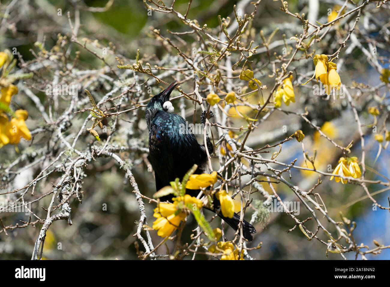New Zealand native bird, the tui feeding on nectar in yellow flowered kowhai tree. Stock Photo