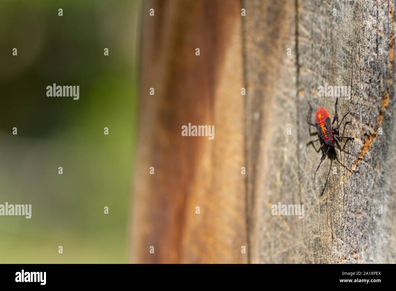 A single boxelder bug (Boisea trivittata) in macro on an aged fence post. North American true bug. Stock Photo