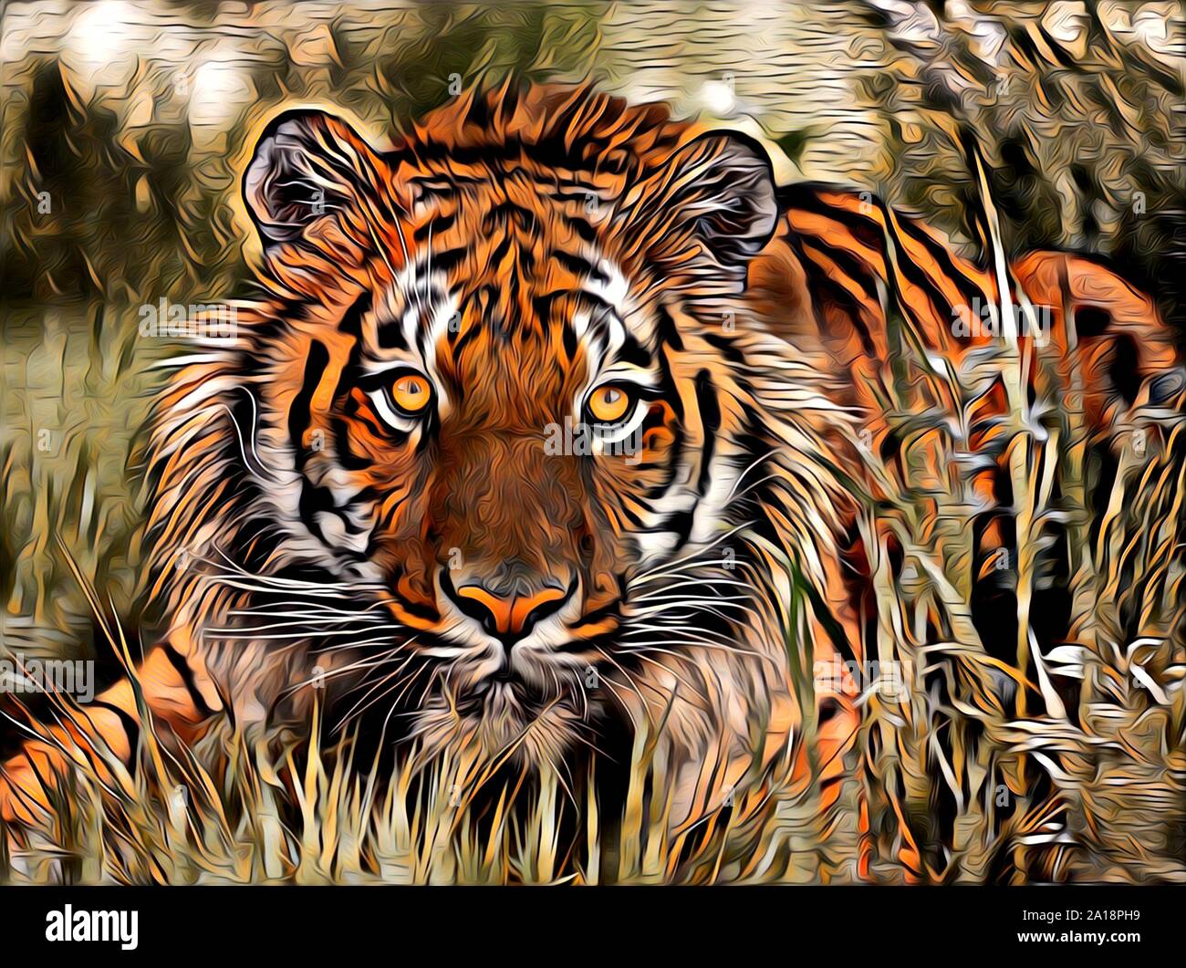 cool colored tiger drawings