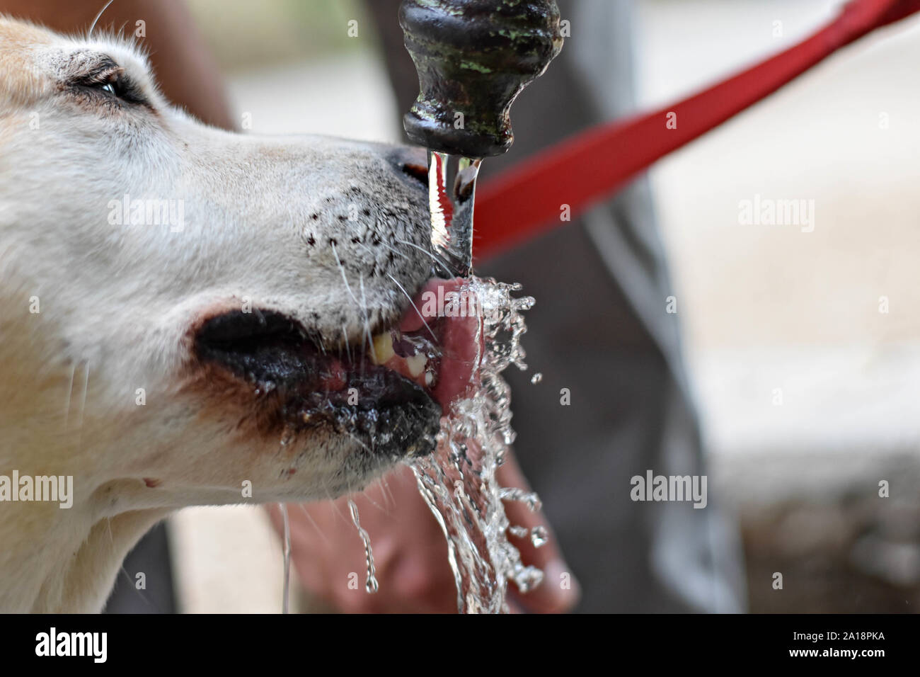 Cute Labrador retriever dog drinking clean cold water from water faucet - Image Stock Photo