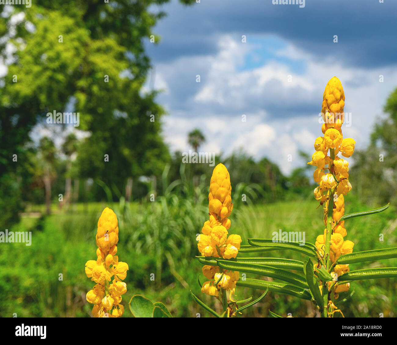 Yellow Candlestick Flowers With A Blurred Background And A Blue Sky Stock Photo