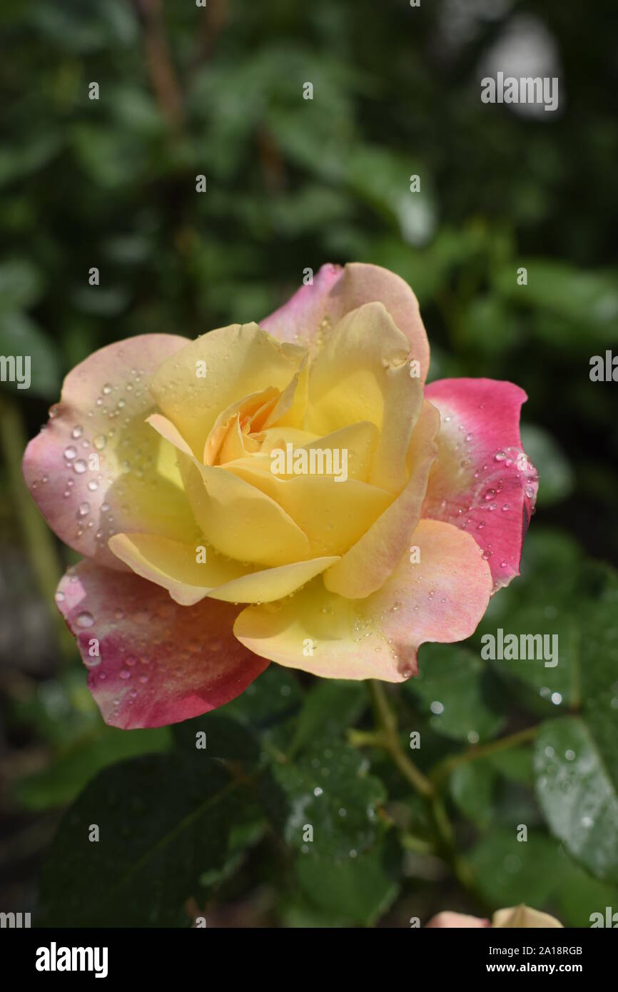 A Plant with colour changing roses. Multicolour roses with amazing