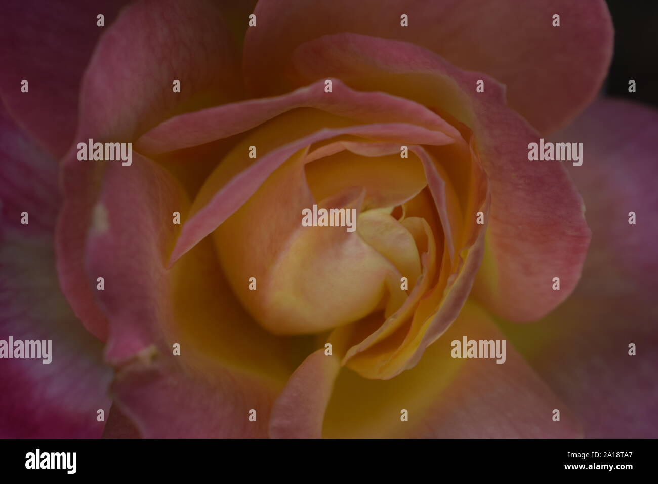 Floribunda, Rose, noble rose. Yellow and Orange Rose plants. A Plant ...