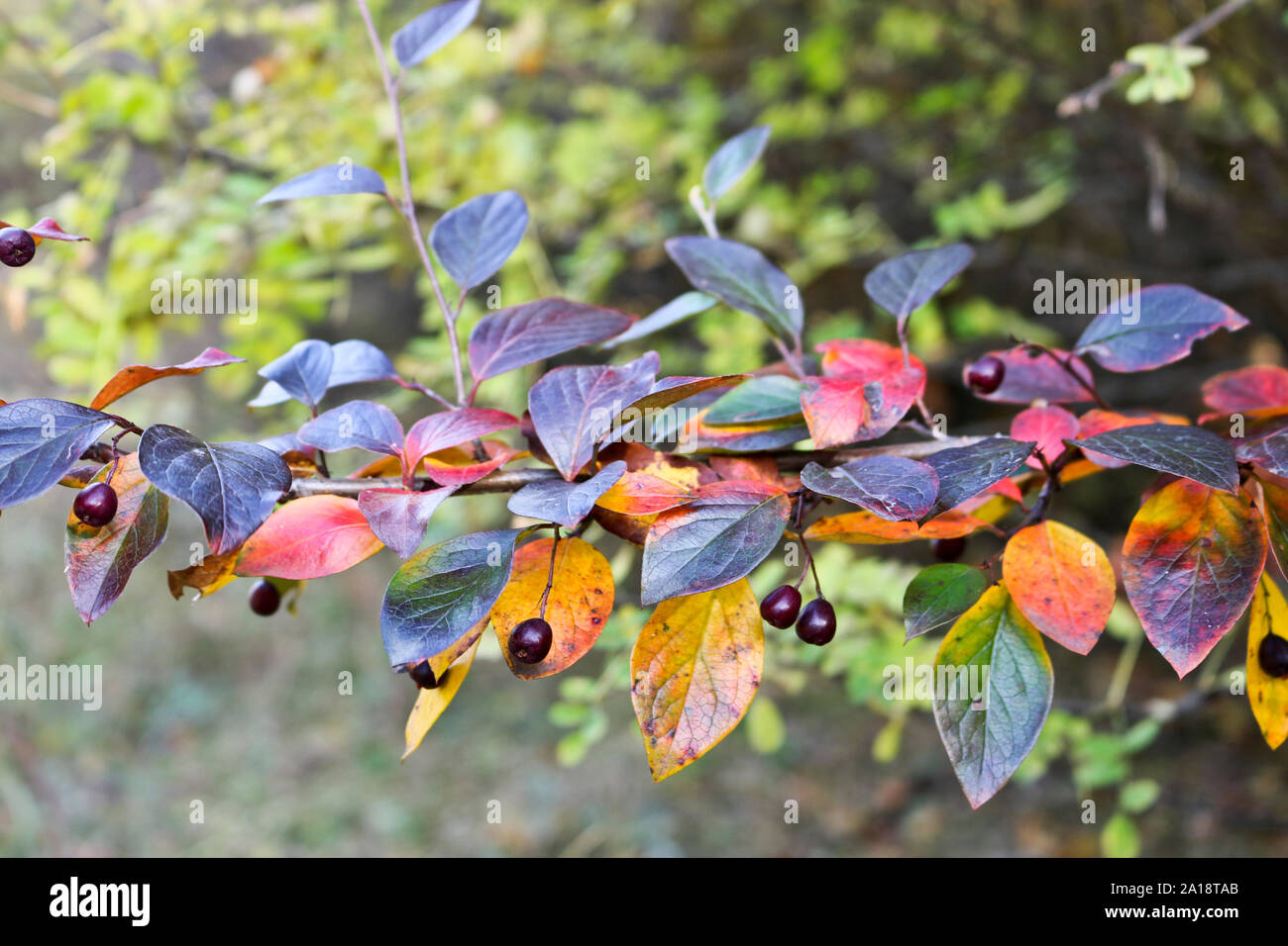 Autumn background - darkened and red leaves and cotoneaster berries in the forest. Indian summer. Stock Photo