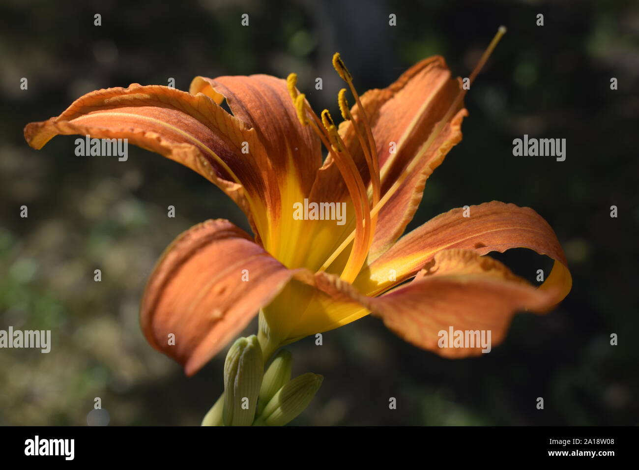 Orange lily flowers in nature. Charming blooming tender lily flower