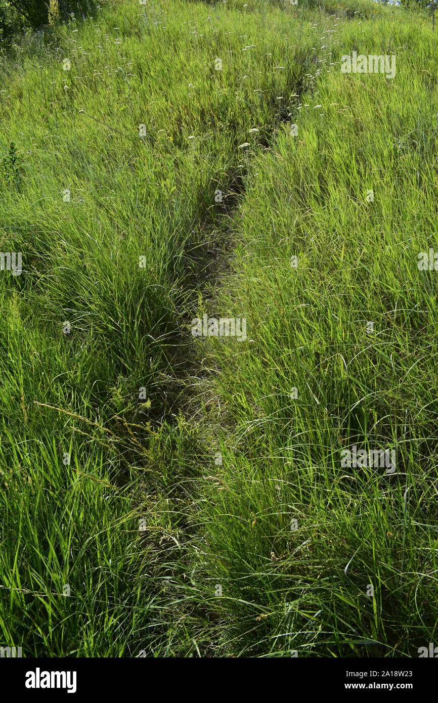 Path in the green grass. Very clear and lightly curved cut path leading