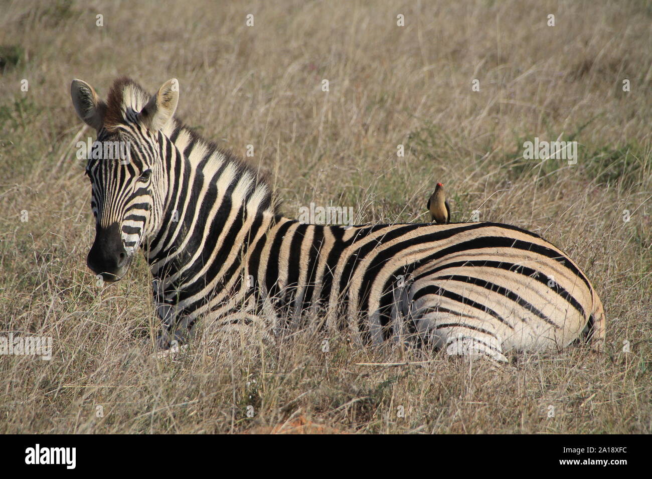 Zebra und Vogel in Harmonie Stock Photo