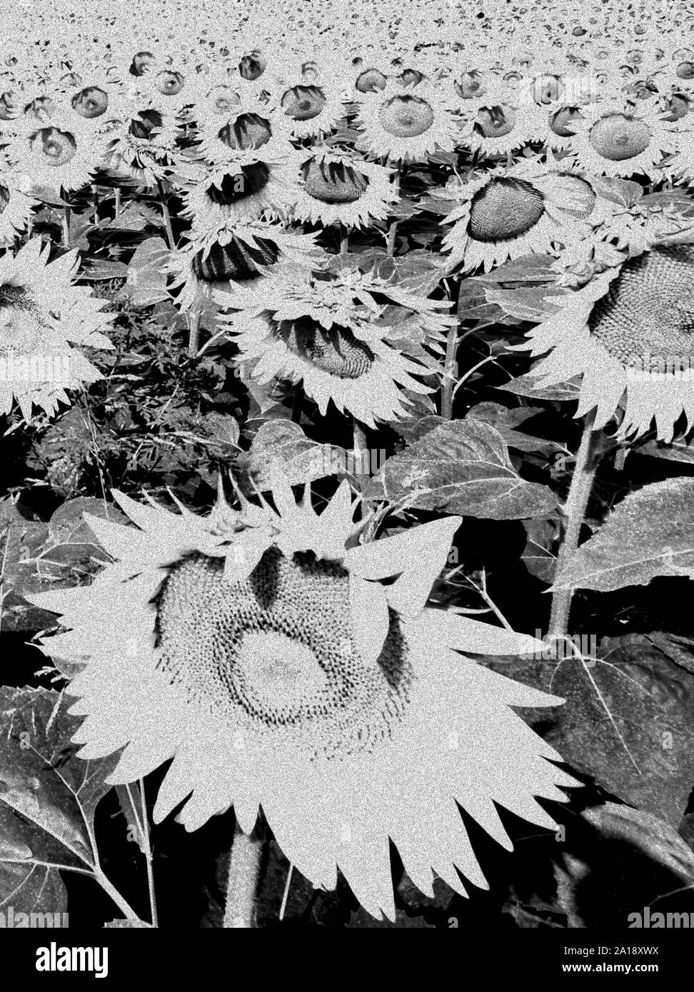 Sunflowers Black and White Stock Photos & Images Alamy