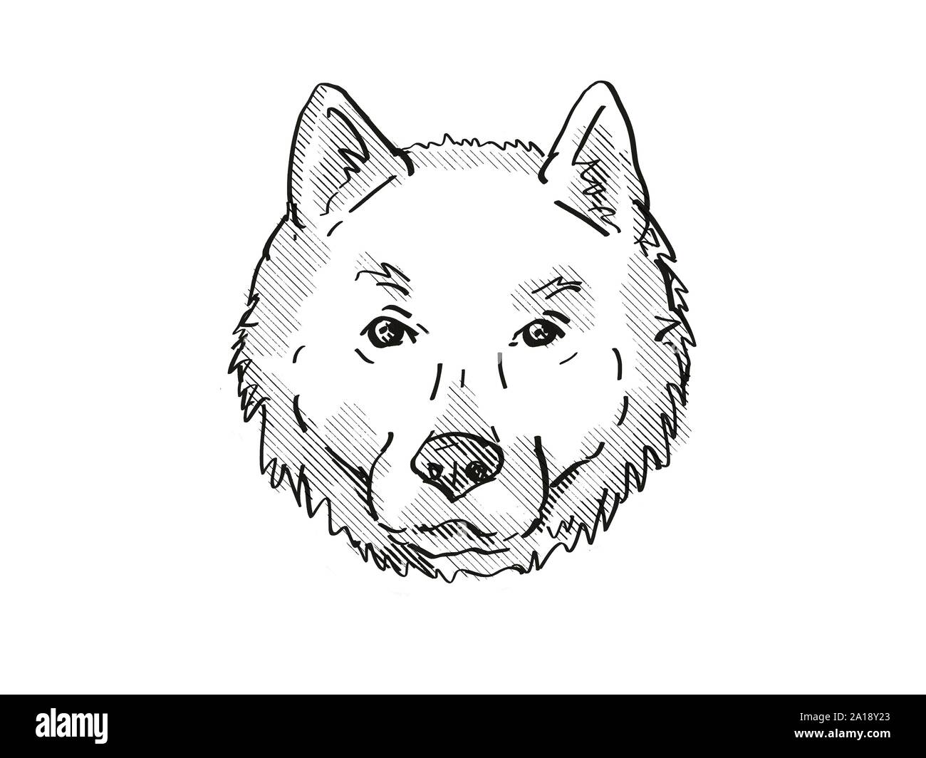 Retro cartoon style drawing of head of a Hokkaido, Ainu-ken, Seta, or Ainu dog, a domestic canine breed on isolated white background done in black and Stock Photo