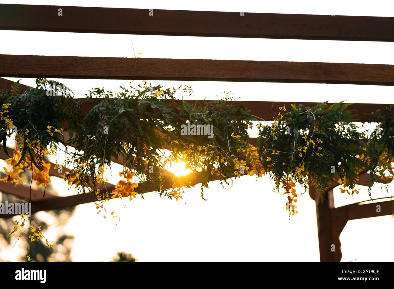 Streaked orchid flowers. Beautiful orchid flowers hanging upside down