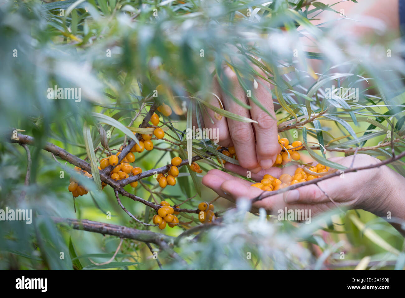 Sanddorn-Ernte, Sanddornernte, Sanddornbeeren werden geerntet, Beeren, Früchte, Sanddorn, Sand-Dorn, Küsten-Sanddorn, Hippophae rhamnoides, common sea Stock Photo