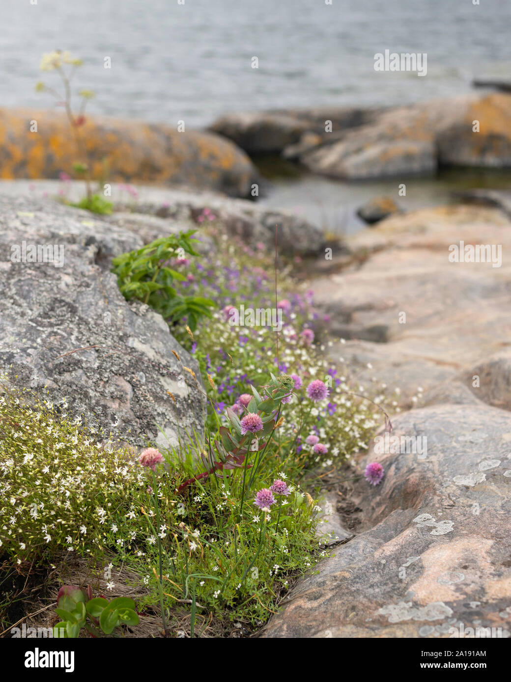 Landscape view of sea, grass, and wild flowers in Finnish island. Stock Photo