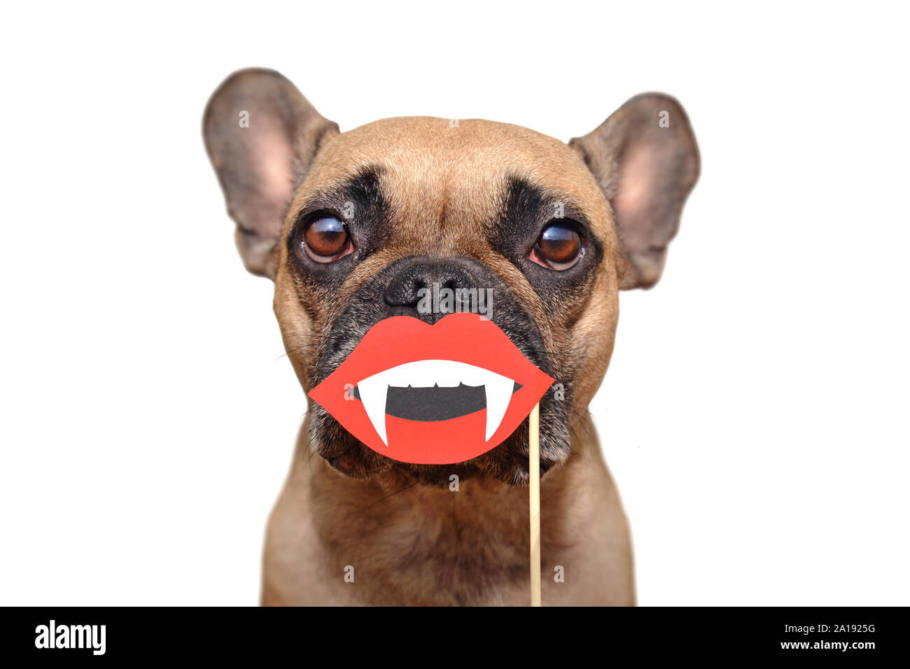 Photo of pet hires stock photography and images Alamy