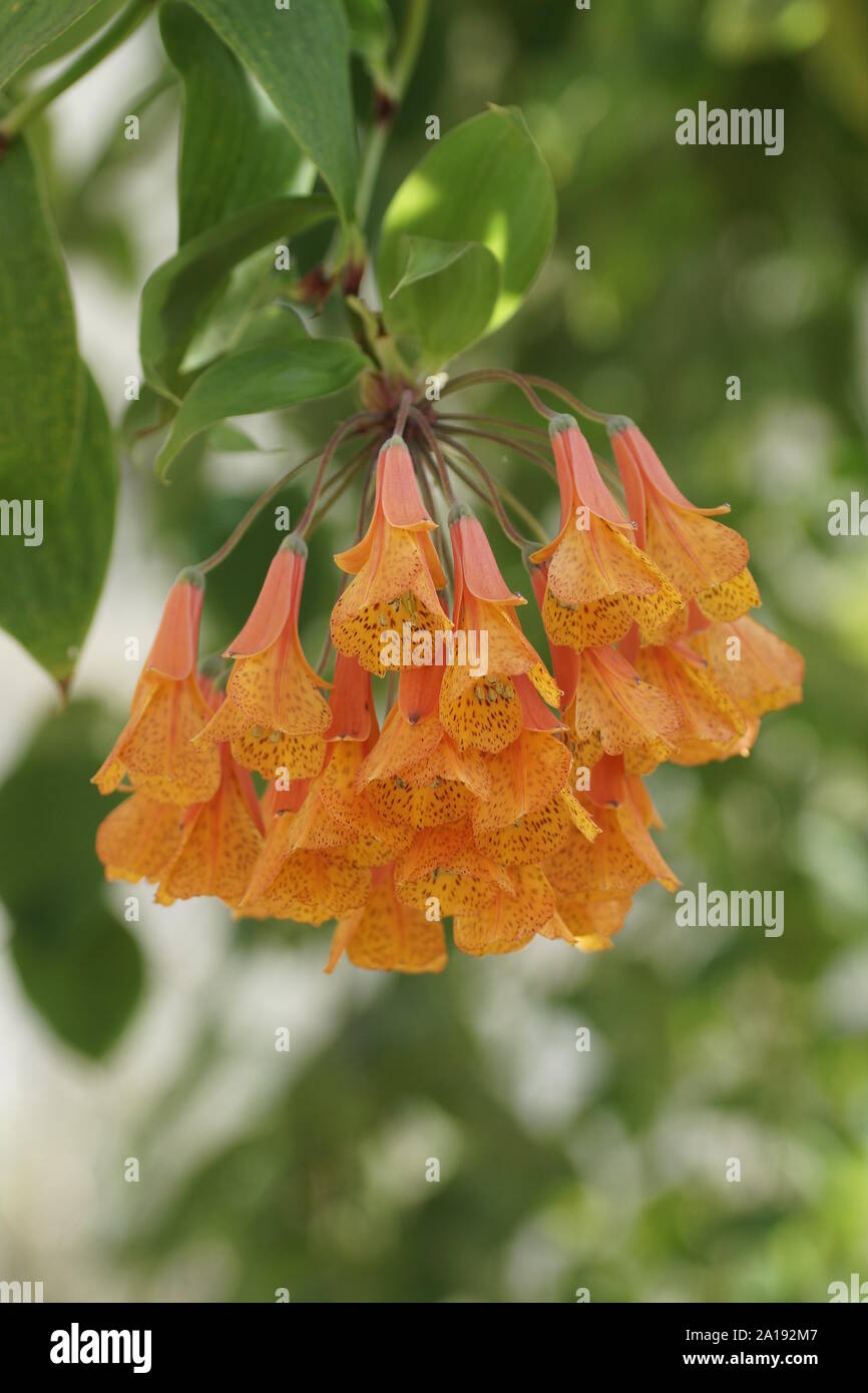 The pendant, orange flowers of Bomarea multiflora Stock Photo