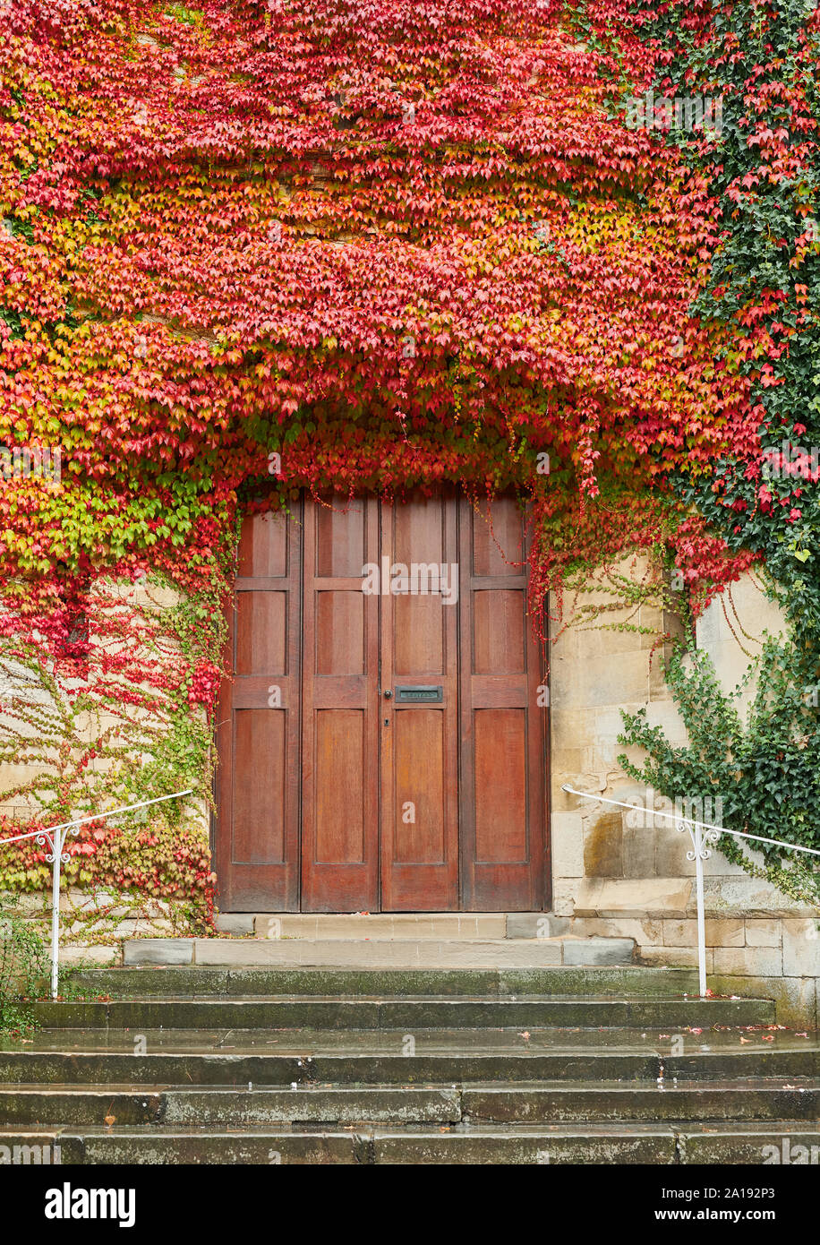 Variegated colors of ivy leaves in autumn on the wall of a public library above the entrance door at Kettering, Northamptonshire, England. Stock Photo