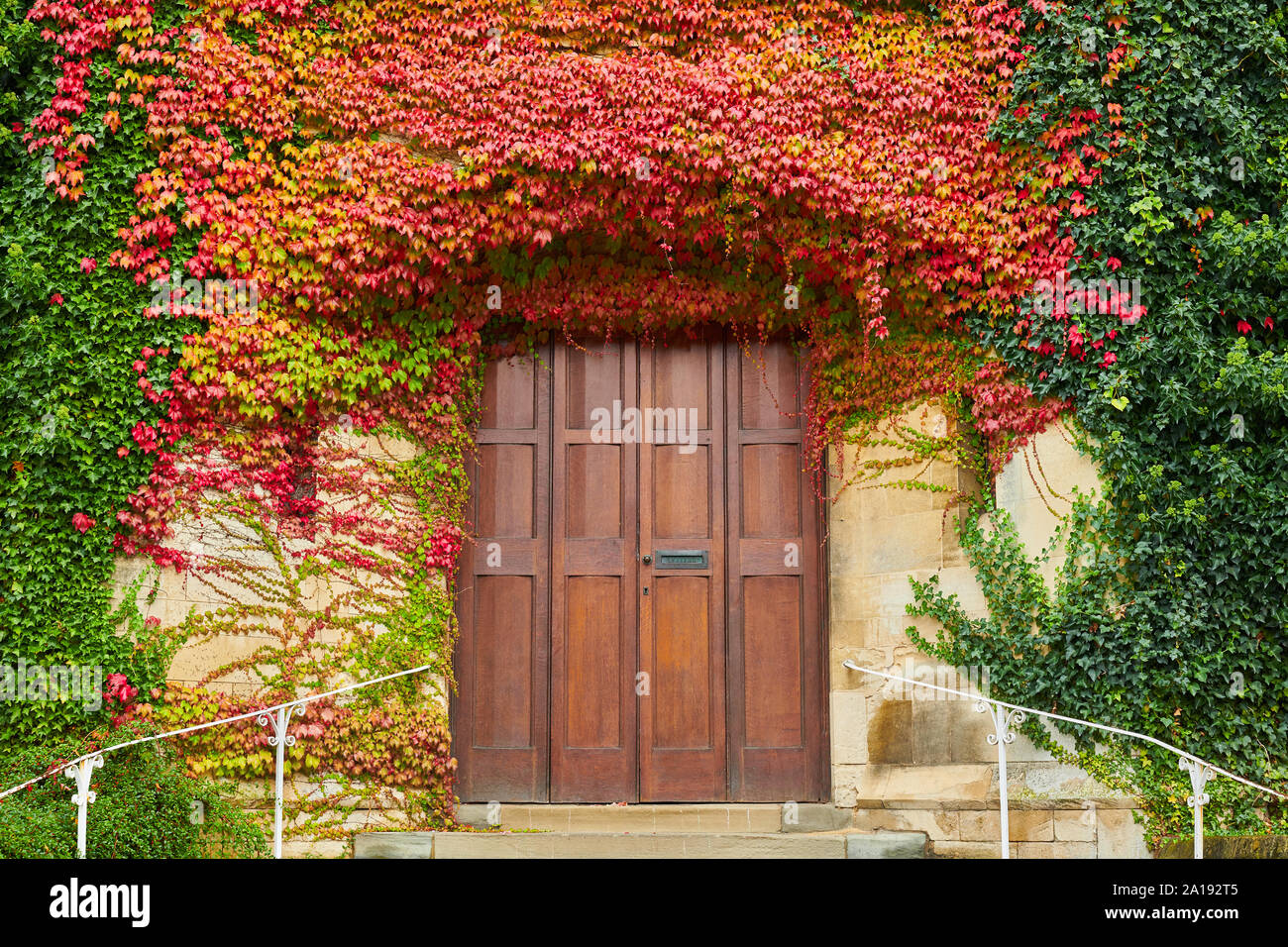 Variegated colors of ivy leaves in autumn on the wall of a public library above the entrance door at Kettering, Northamptonshire, England. Stock Photo