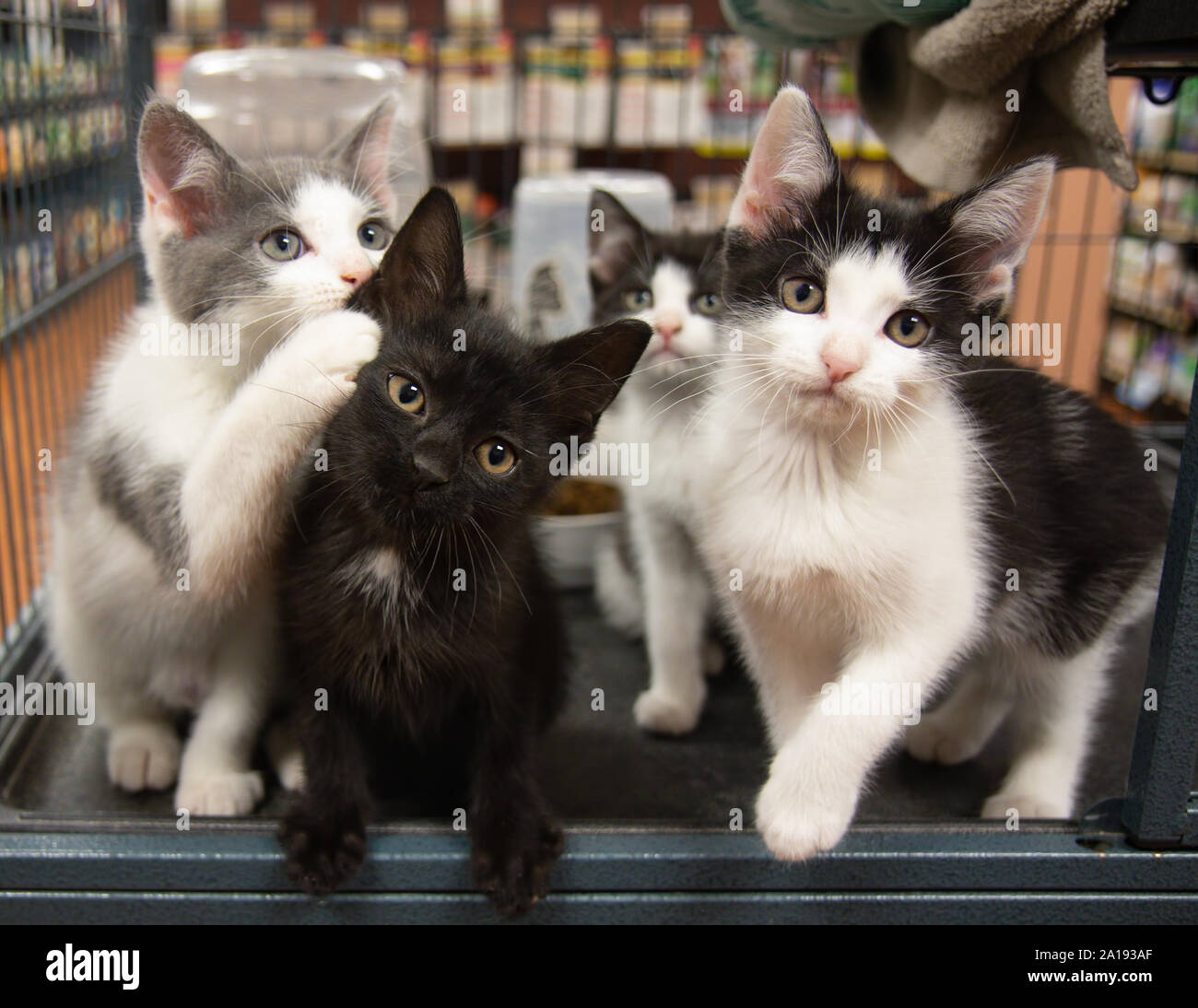 Three Kittens One Background Cat Pet Store Cage Black White Grey Sitting Cute Portrait Kitten