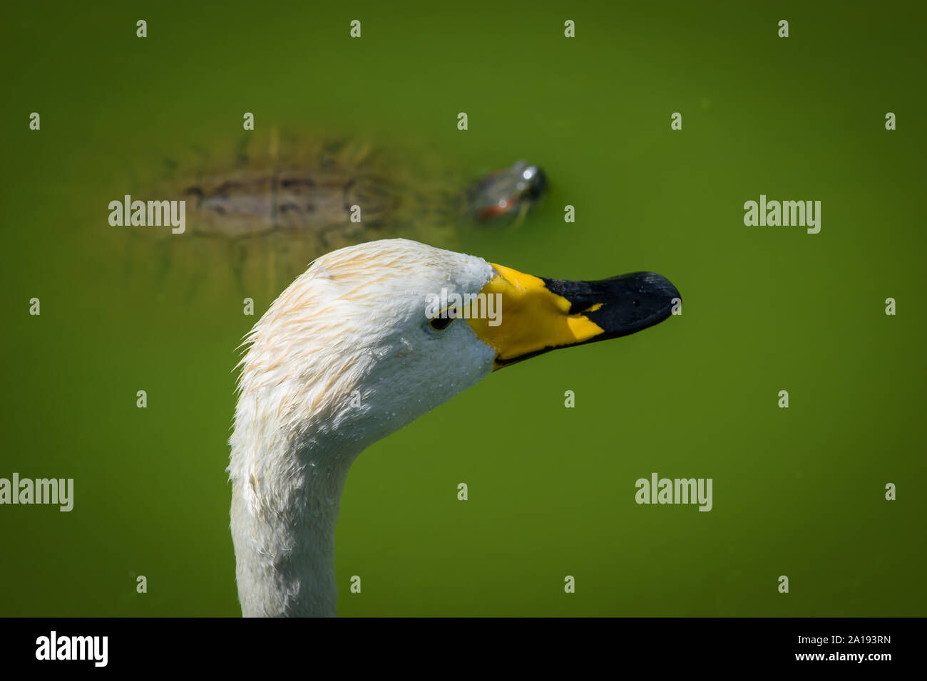 A Closeup White Swan with Fine Fishing Wire Around Neck Stock Photo - Image  of environment, habitat: 158534032