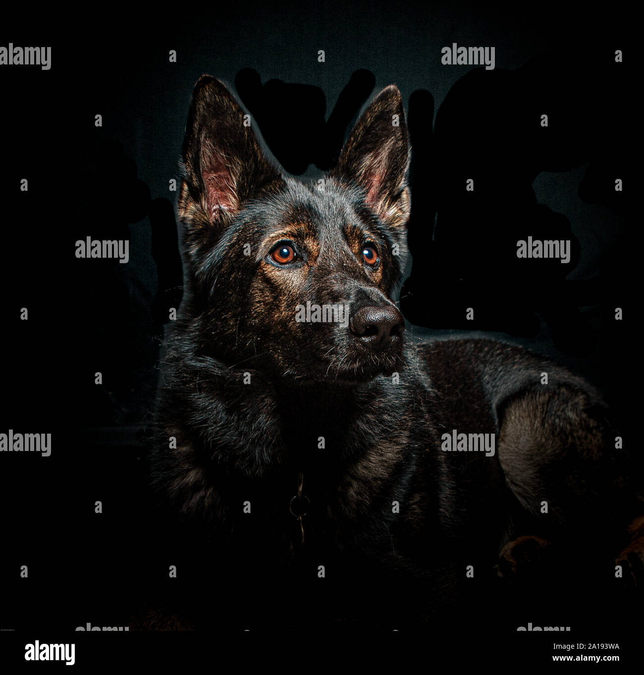German Shepherd dog, studio lit Stock Photo