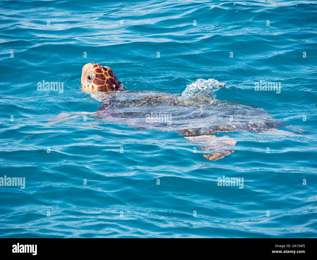 Loggerhead Turtle, Caretta caretta, Greece, Mediterranean Stock Photo