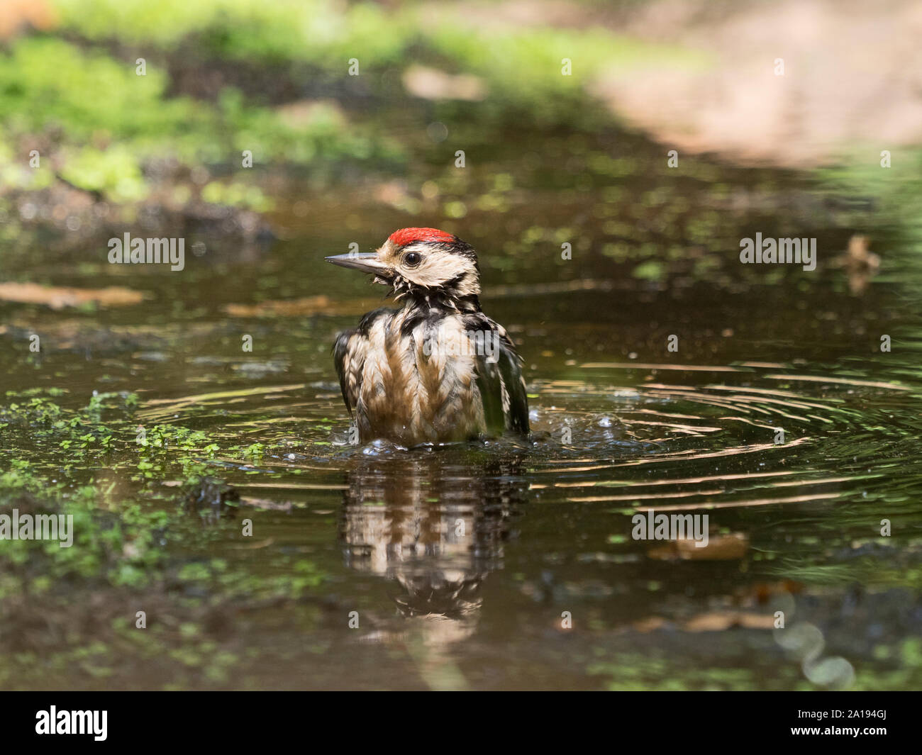 Great spotted Woodpecker Dendrocopos major juvenile bathing at woodland pool Norfolk Stock Photo