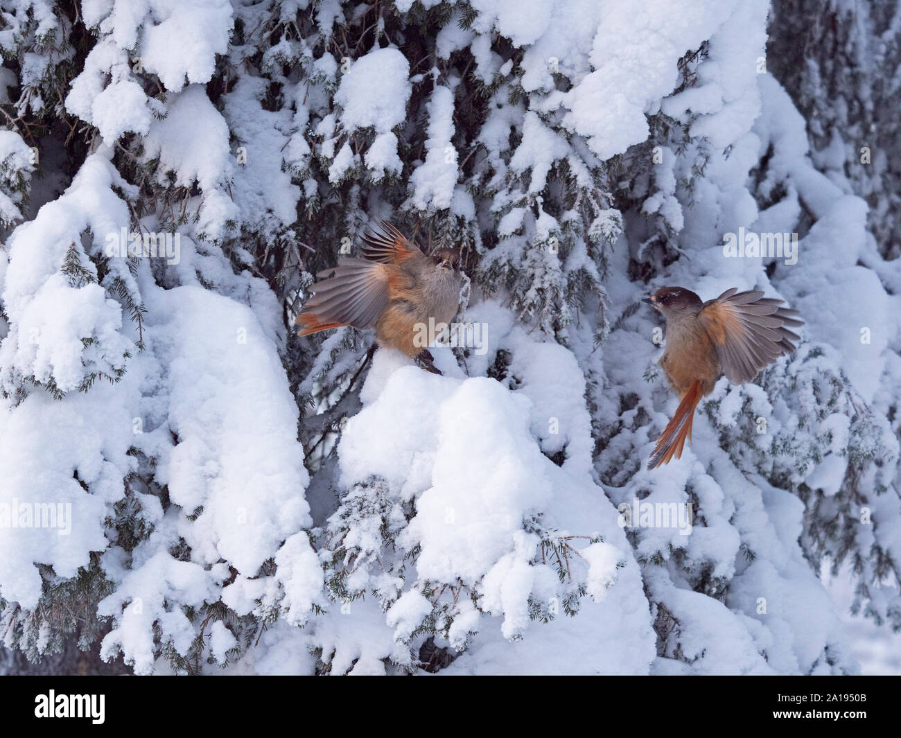 Siberian Jay Perisoreus infaustus Kuusamo, Finland winter Stock Photo