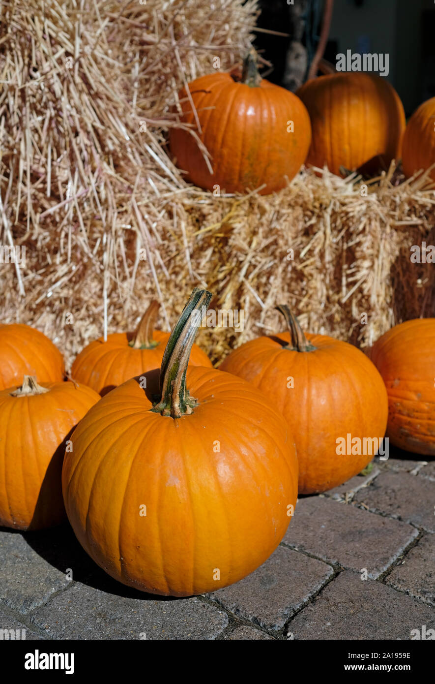 Thanksgiving and Halloween: Multiple pumpkins on and around stacks of hay Stock Photo